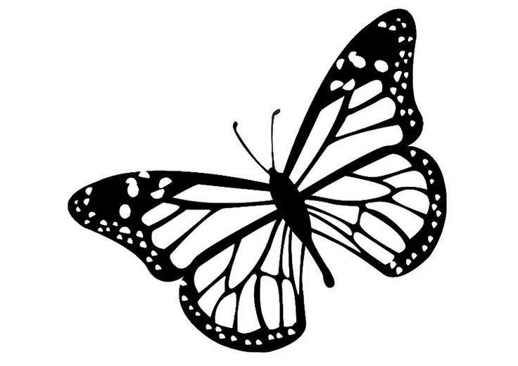 Monarch Butterfly Black White