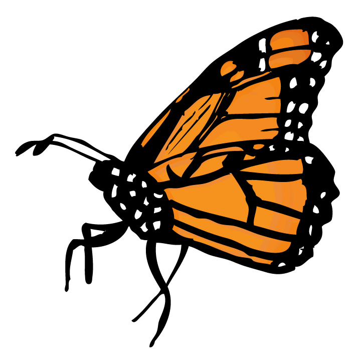 Monarch butterfly. Monarch bu