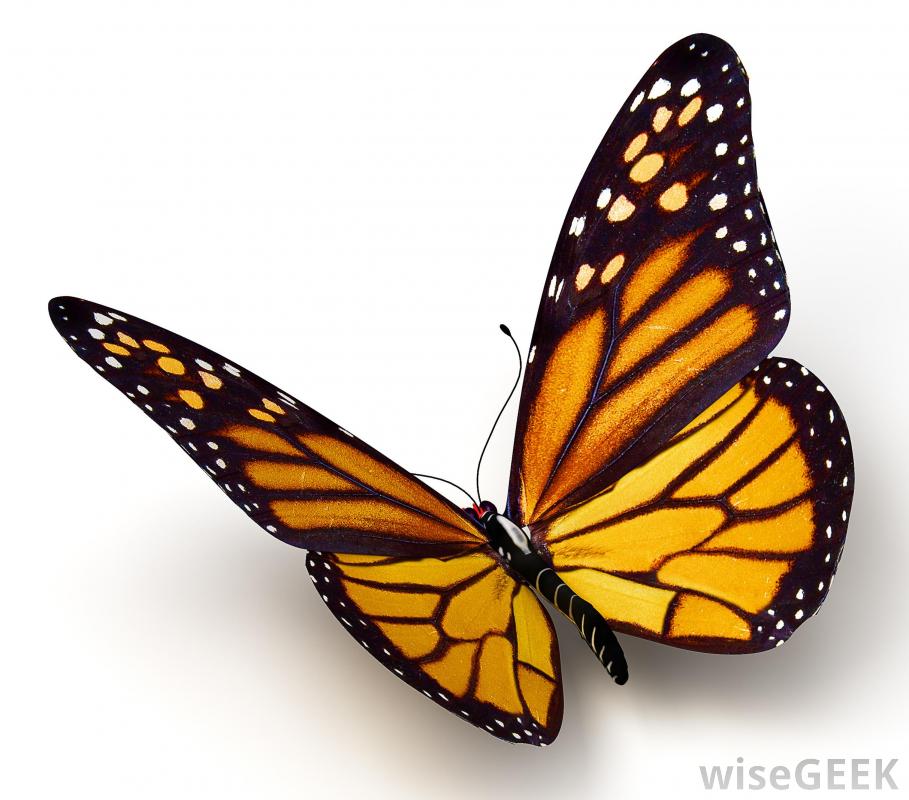 Monarch Butterfly Clipart - Monarch Butterfly Clip Art