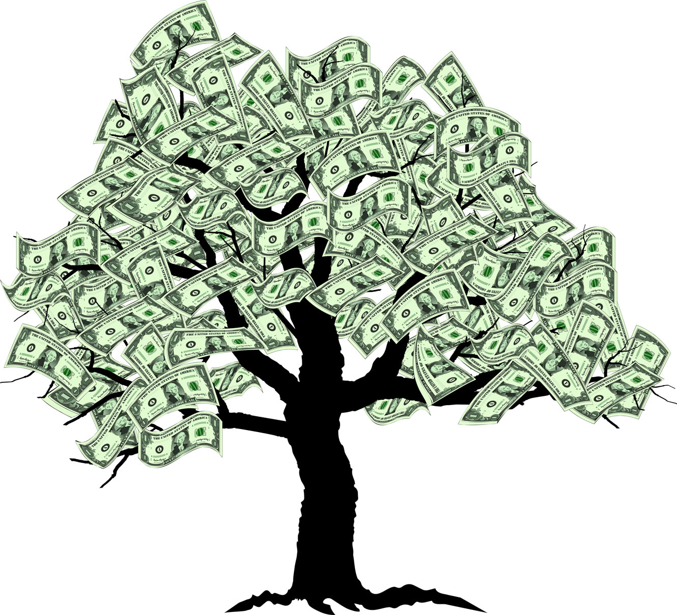 Money tree isolated on White 