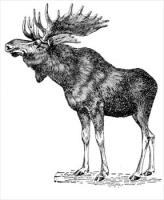 Moose Waving