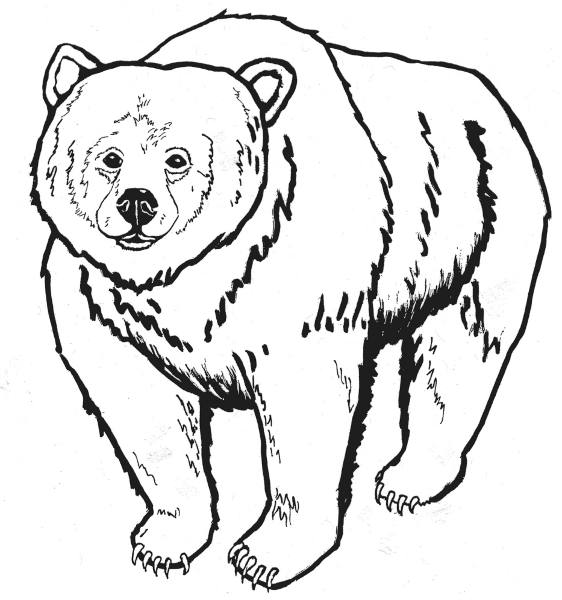 More Animal Clip Art .. - Grizzly Bear Clip Art