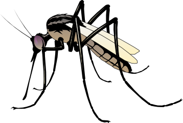 Free Cartoon Mosquito Sucking