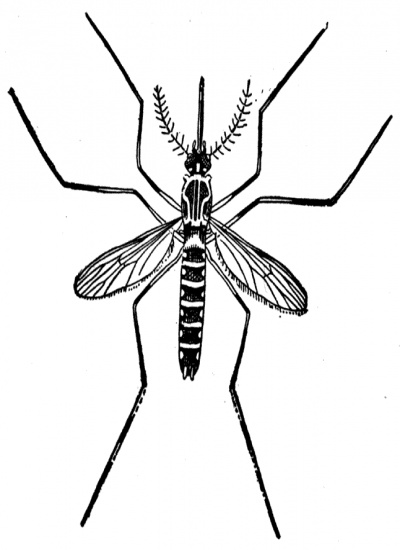 Mosquito clip art images free clipart 5 - FamClipart