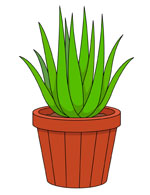 Mother In Laws Tongue Or Snake Plant In Planter Clipart Size: 84 Kb