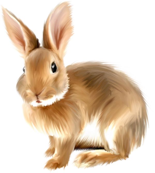 rabbit clipart 