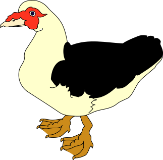 Muscovy Duck Clipart - Drake Clipart
