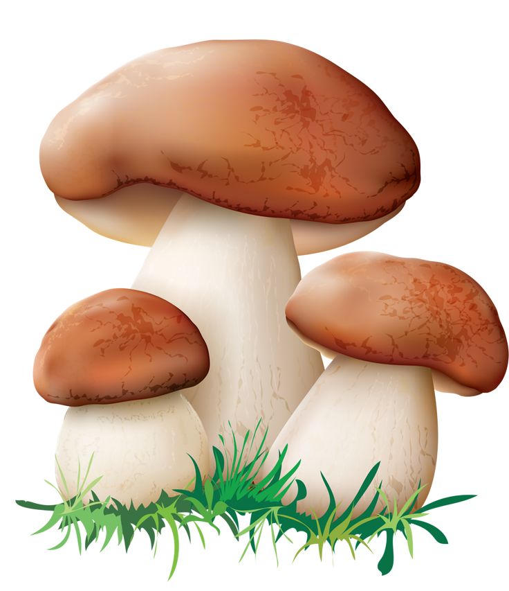 Mushroom Vector