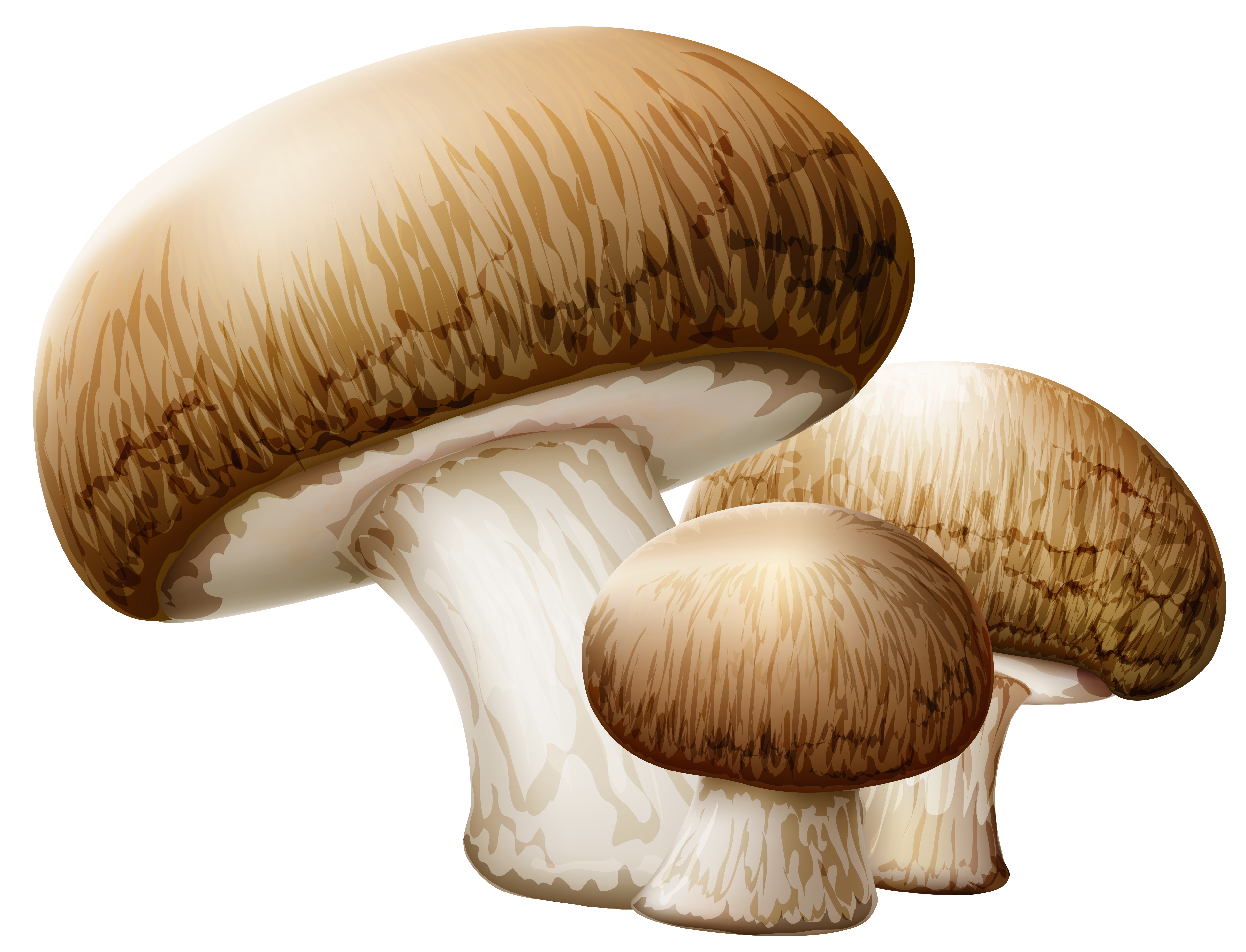 Mushrooms PNG Clipart Picture - Mushrooms Clipart