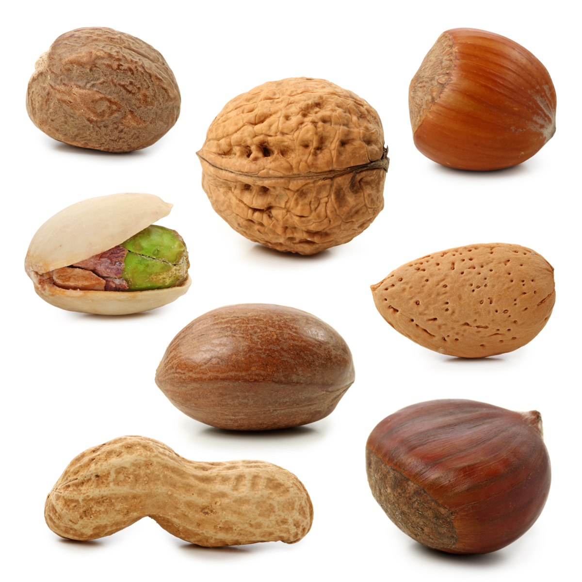Nuts in a Tree Clip Art