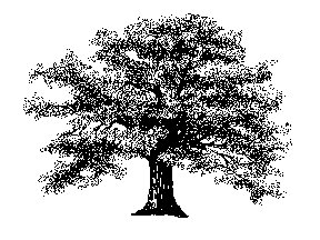 oak - Free Tree Clip Art