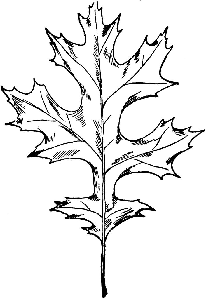 Oak leaf clip art black and white - ClipartFox