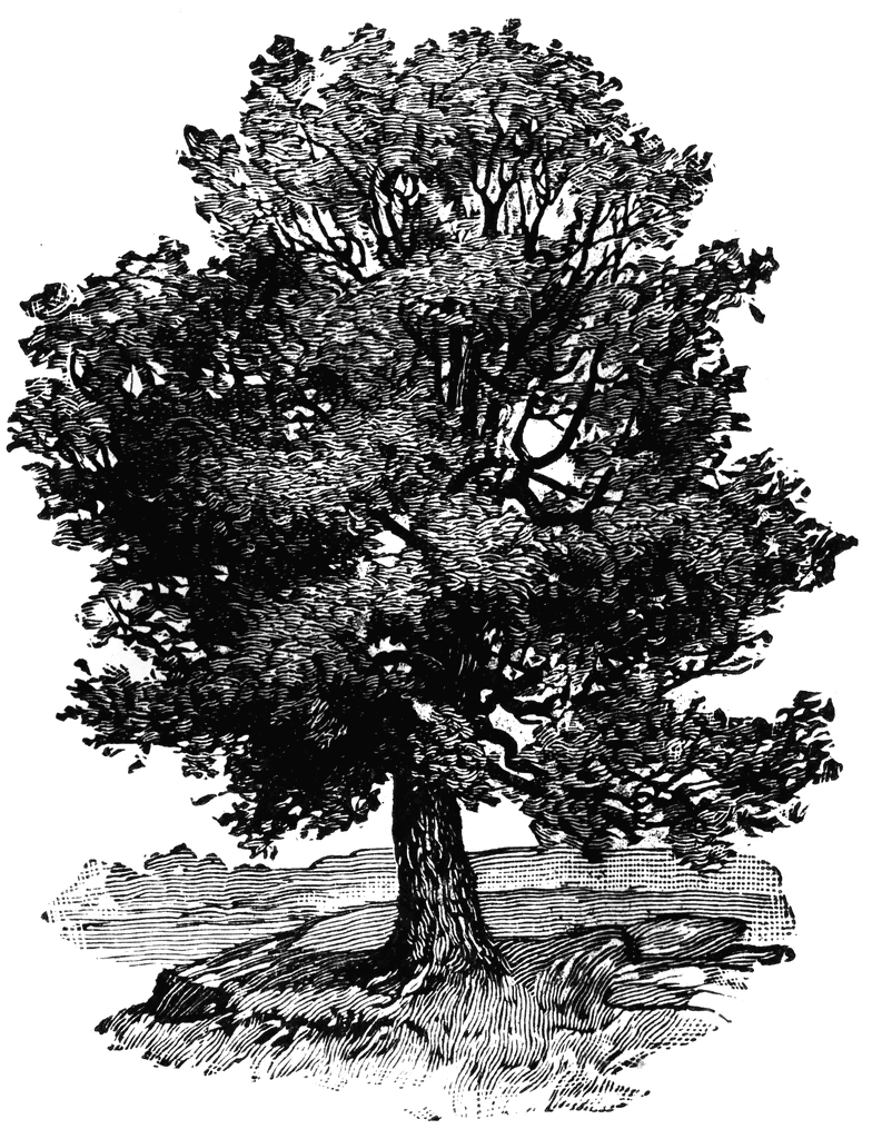 Oak Tree Clip Art - Getbellho