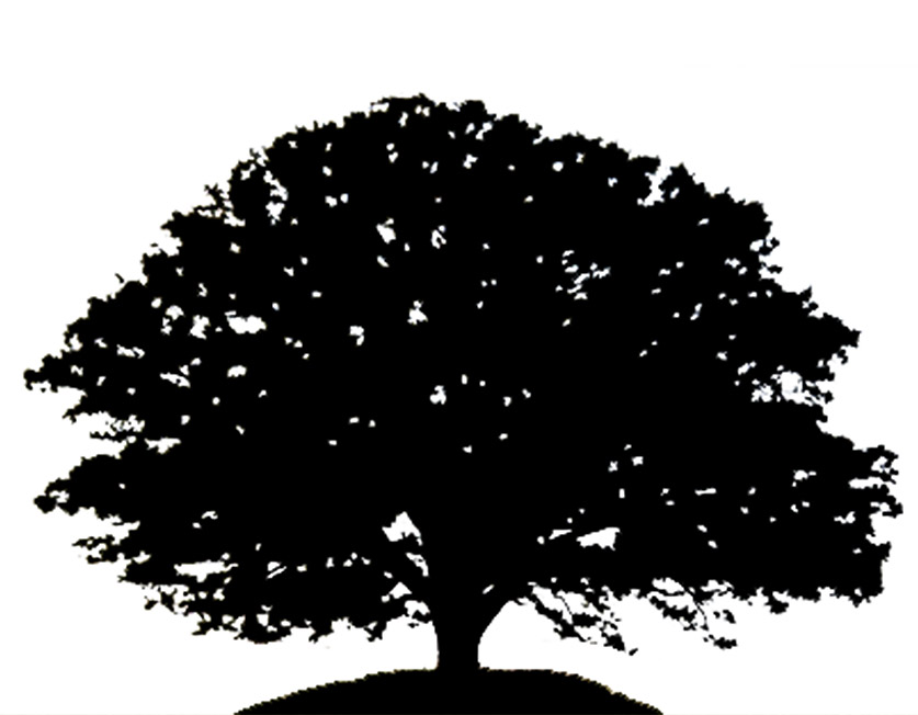 Oak Tree Silhouette 23090834 Maple Tree With Leaves And Grass Black