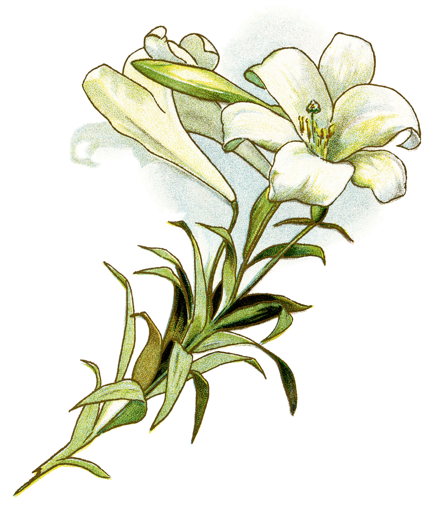 Free Easter Lily Clipart .
