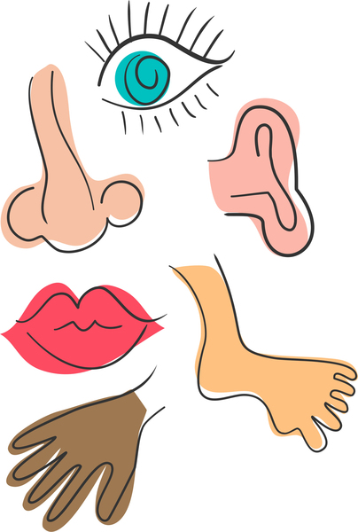 Outline Of The Body - Clipart
