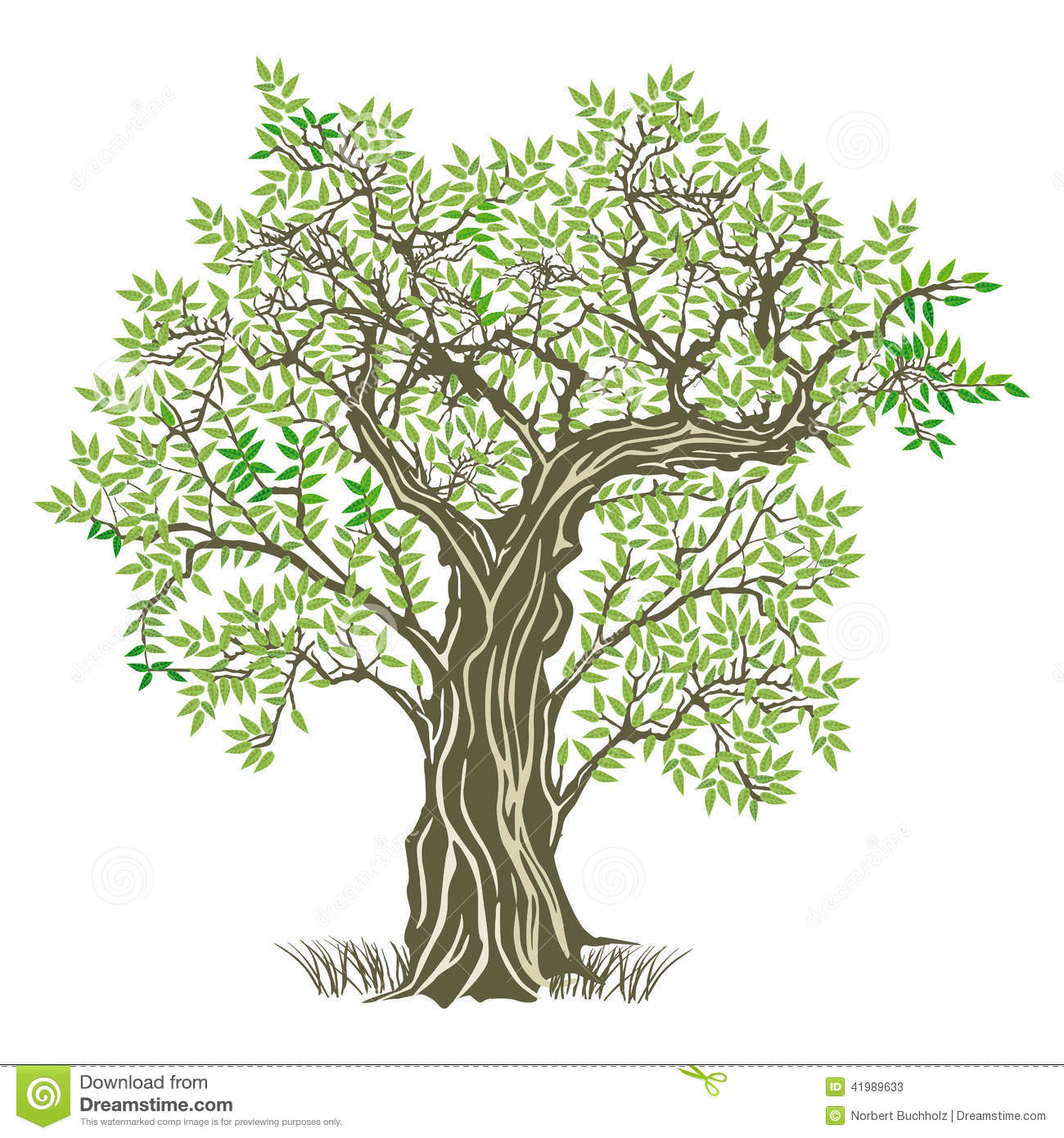 Old Olive Tree Stock Vector Image 41989633