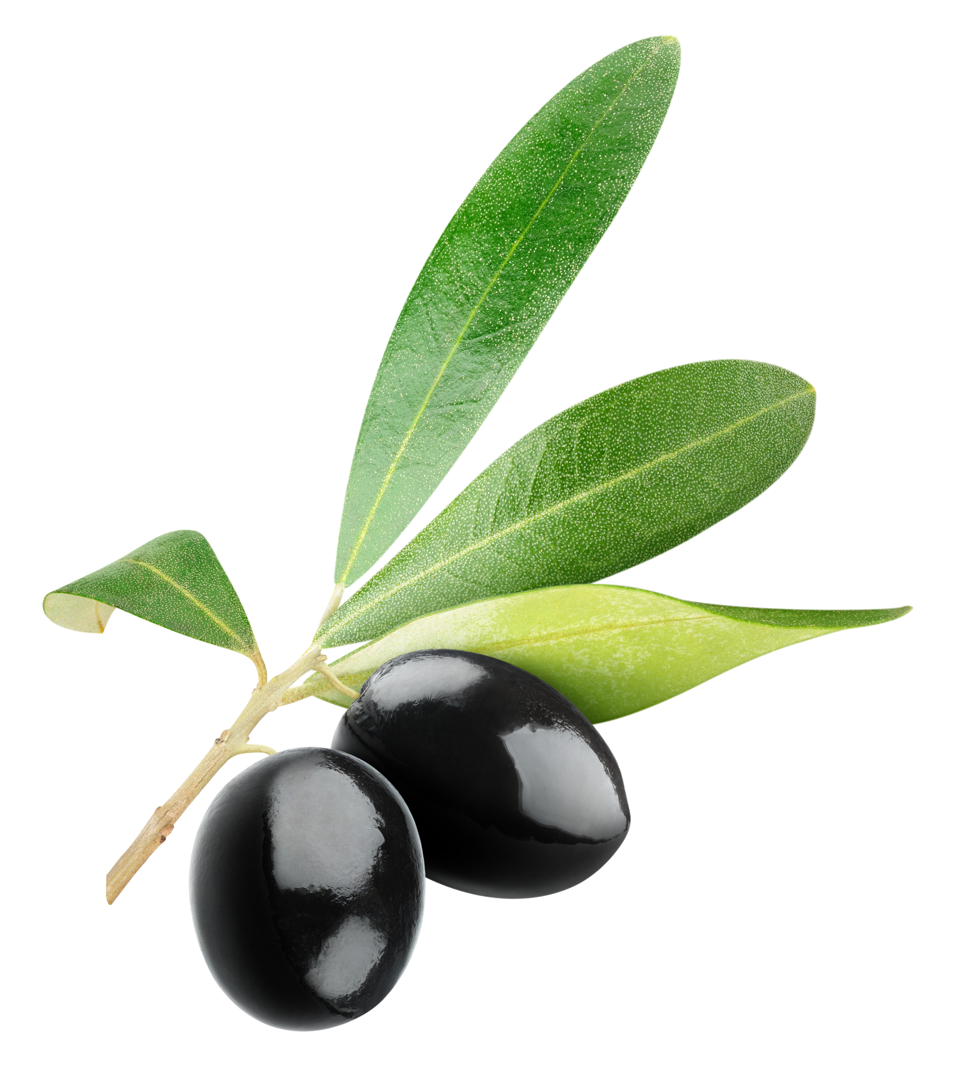 ... A branch of black olives.