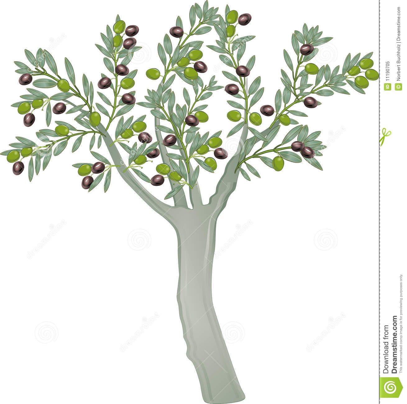 Olive Tree Royalty Free Stock Photo Image 11190705