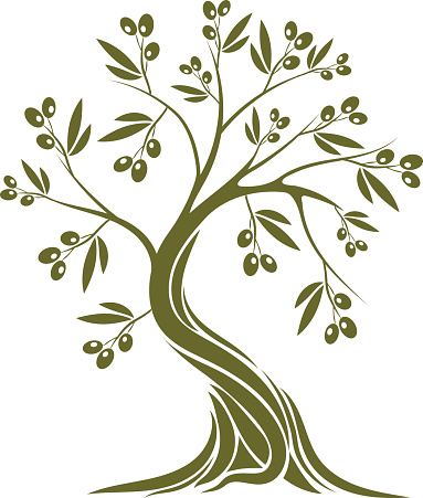 olive tree vector art .