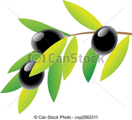 ... Olives - Olive Branch and green leaves isolated on white,.
