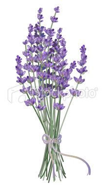 On Pinterest Lavender Flowers - Lavender Clipart