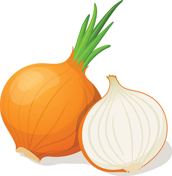 Onion isolated on white. Vector illustration vector art illustration