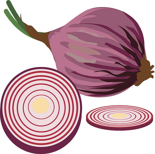 red onion vector art illustration