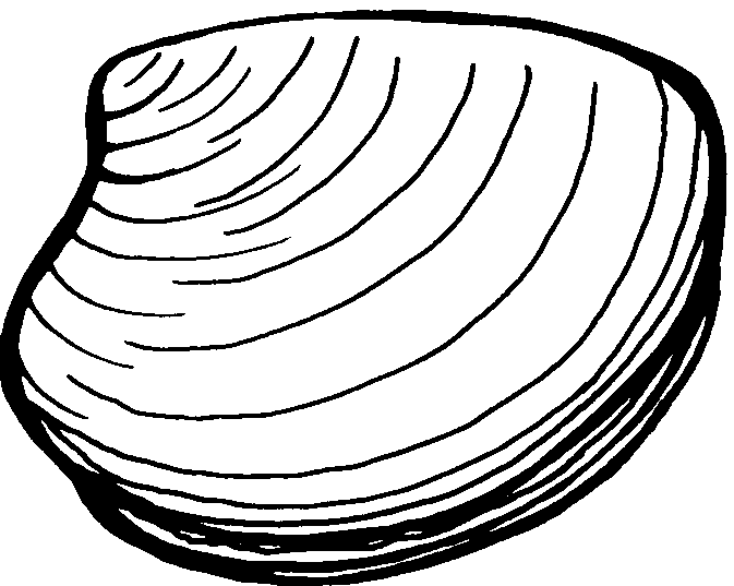 clam clipart