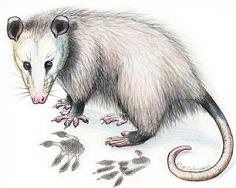Opossum - Possum Clipart