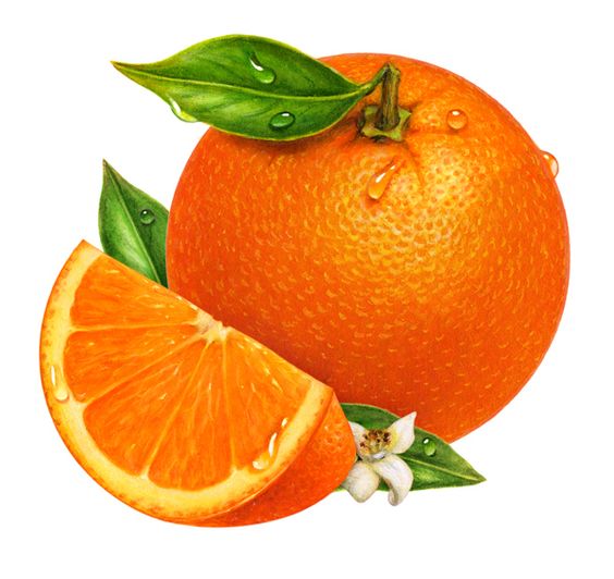 Orange fruit clipart png. 38