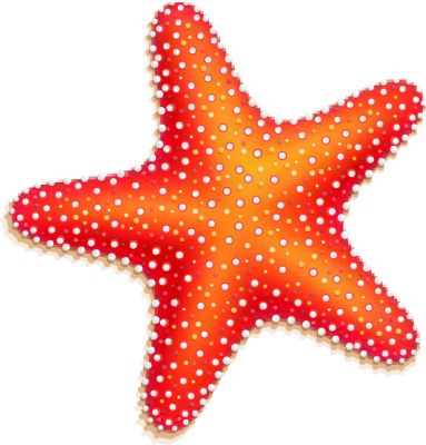 Orange Starfish - Free Clip .