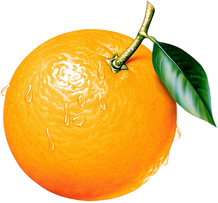 Orange Tree Clipart Free Clipart Images