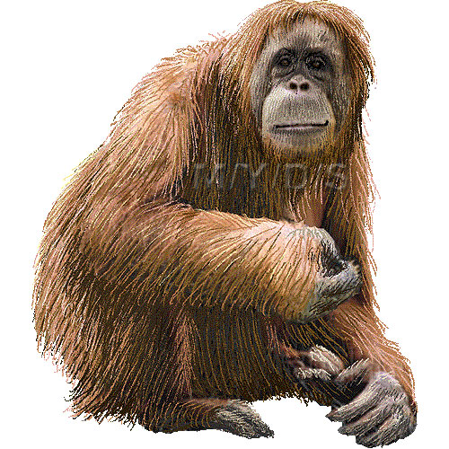 Orangutan clipart picture / Large