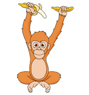 Orangutan Clipart Size: 89 Kb