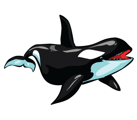 Cartoon Killer Whale Clipart 