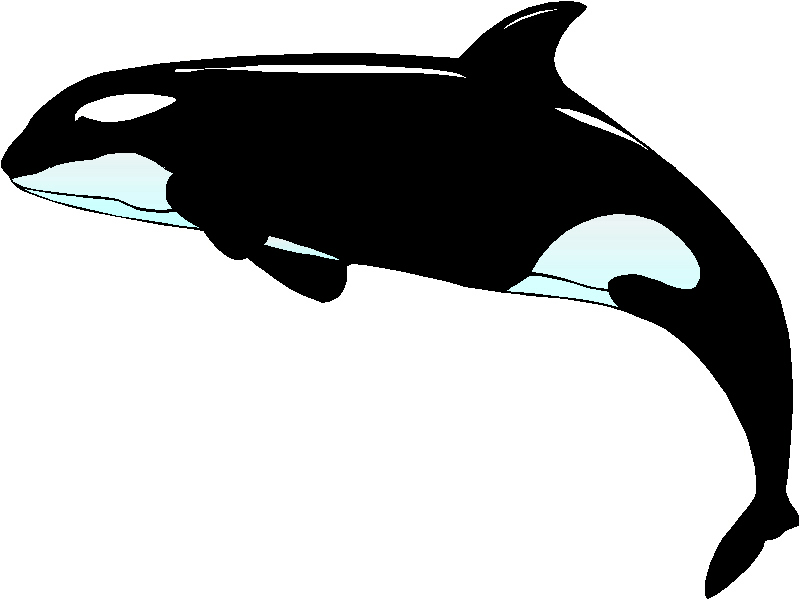 Cute realistic killer whale; 
