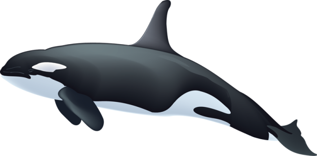 Orca whale clip art - ClipartFest