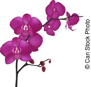 ... Orchid Branch, Isolated On White Background, Vector.