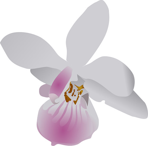 Orchid Clip Art - Orchid Clip Art