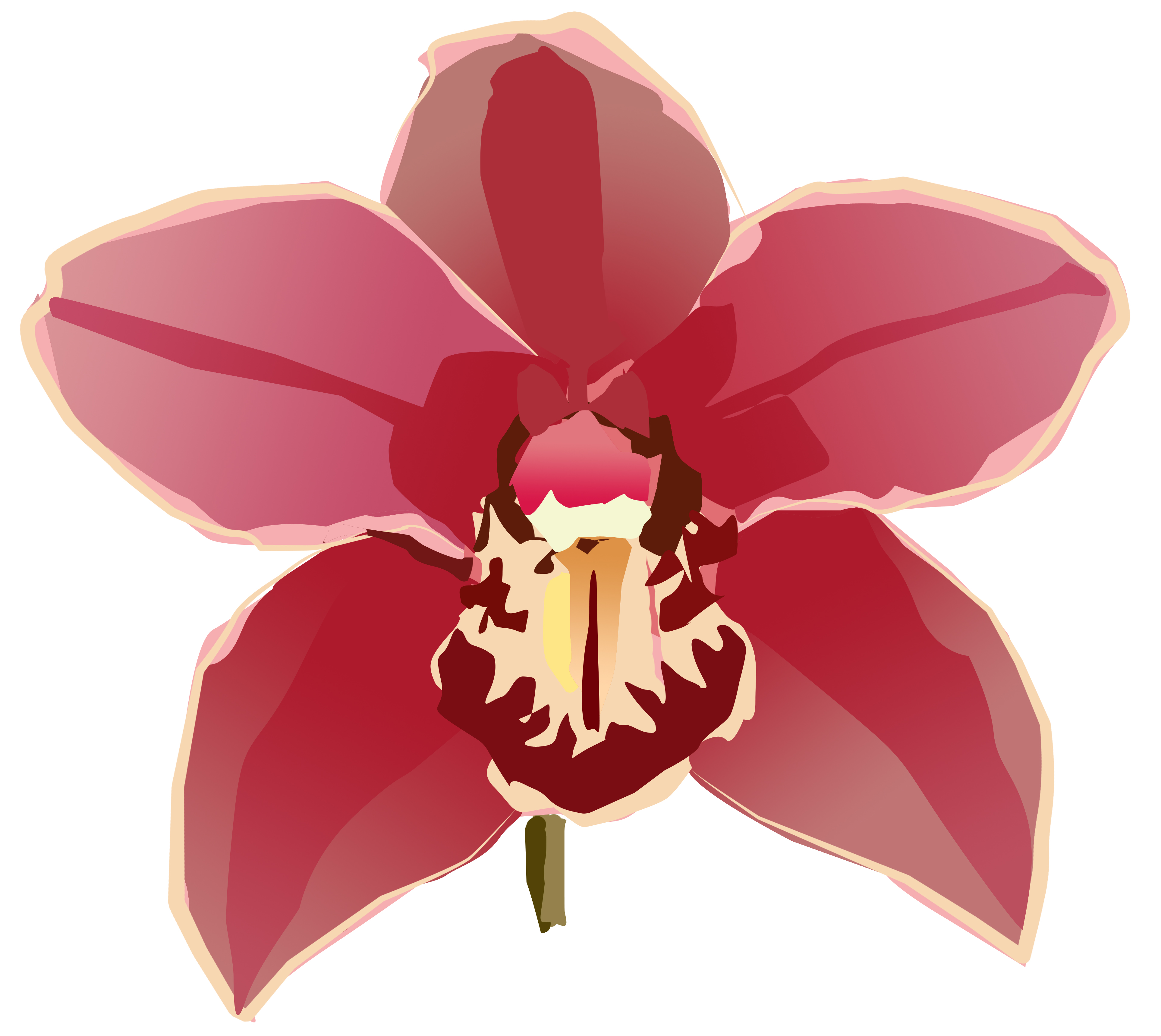Orchid Copy Image