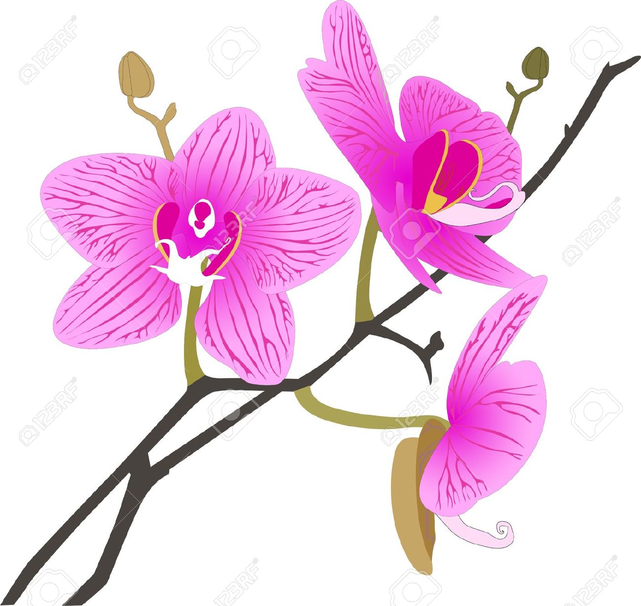 orchid flower clip art #10
