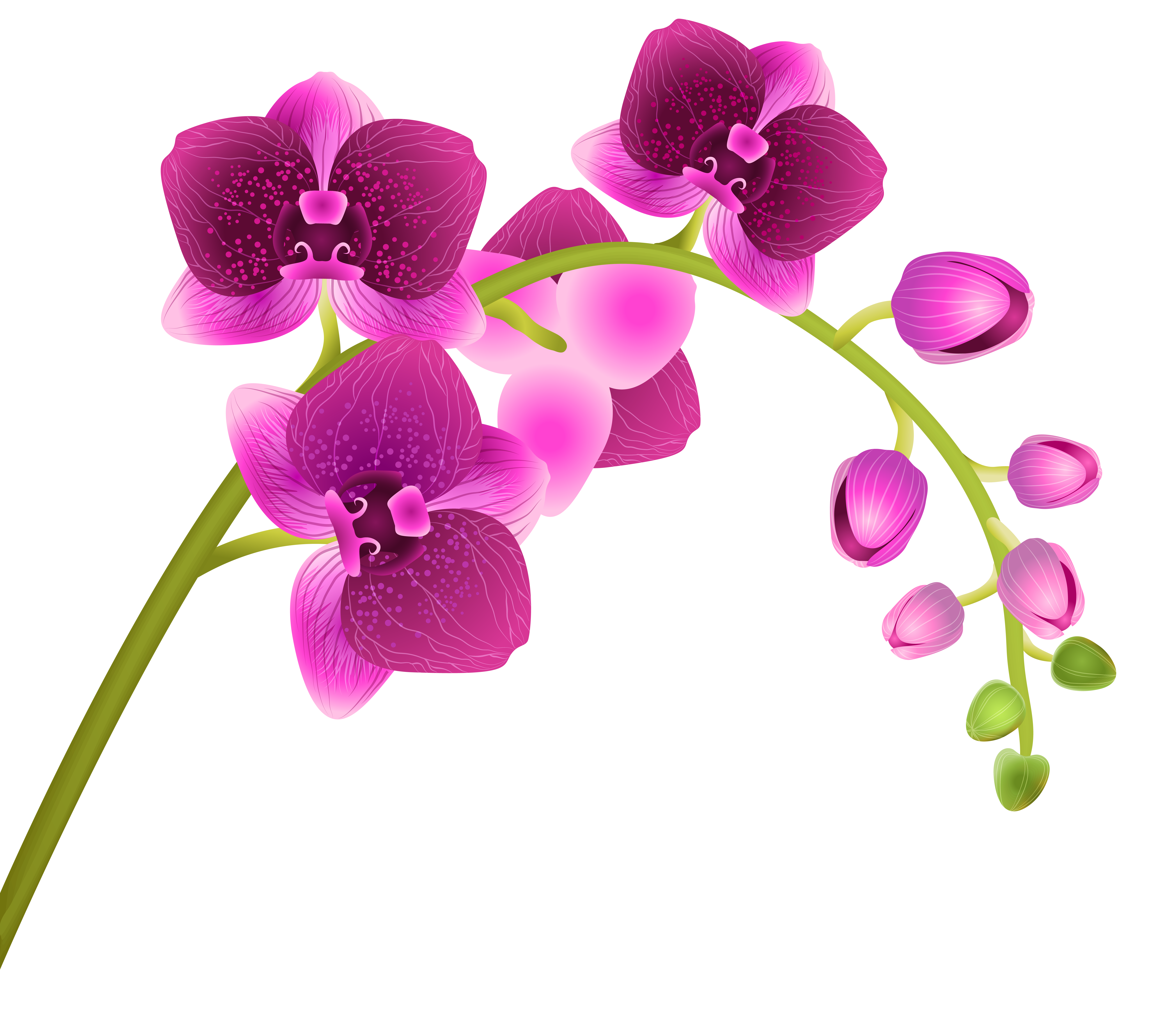 Orchid Flower Transparent PNG .
