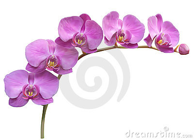 Orchid Stock Illustrations u2 - Orchid Clipart