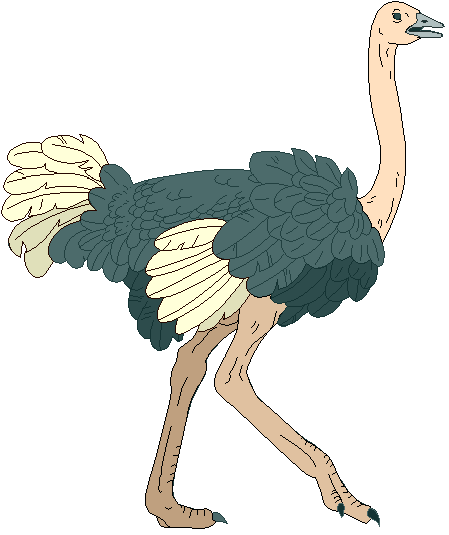 Ostrich Clip Art