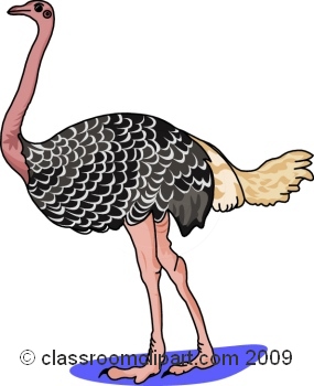 ... Ostrich Clip Art ... - Ostrich Clipart