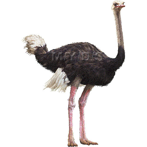 Ostriches clip art