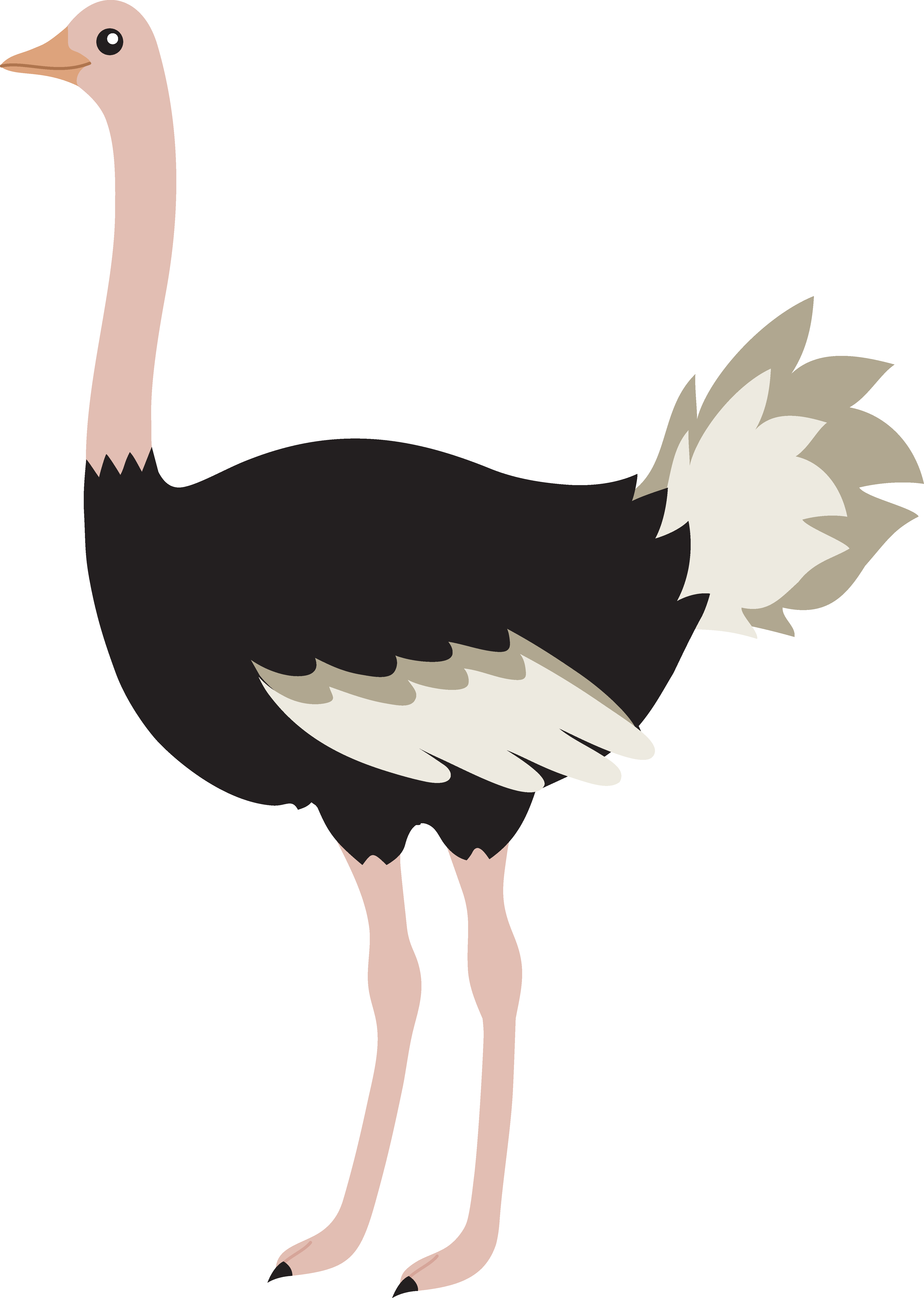 Ostrich Clipart Graphics Free