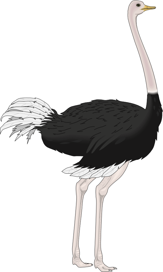 Royalty-Free (RF) Ostrich Cli