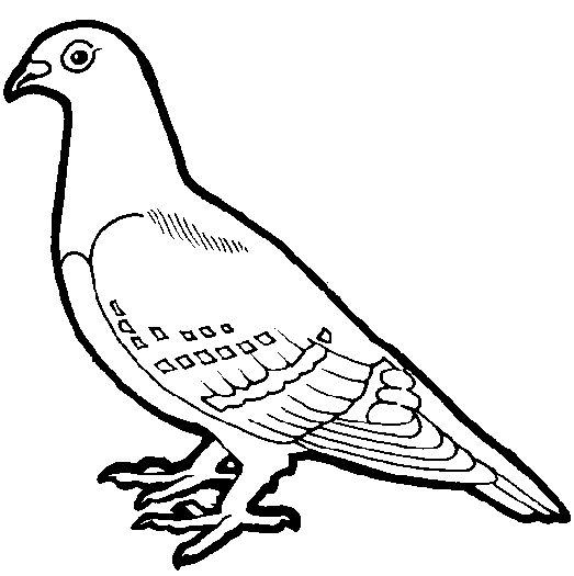 Dove Outline clip art - Bird 